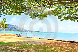 View of Kokohead Crater, Oahu, from under large shade tree