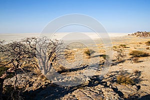 View from Kubu Island in Makgadikgadi Area photo