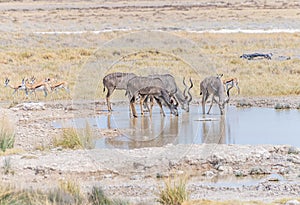 A view of Kudu drinking at a waterhole in the Etosha National Park in Namibia