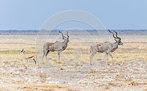 A view of Kudu in the Etosha National Park in Namibia