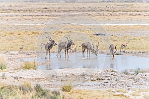 A view of Kudu in a line drinking at a waterhole in the Etosha National Park in Namibia