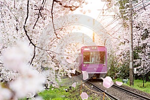 View of Kyoto local train traveling on rail tracks with flourish