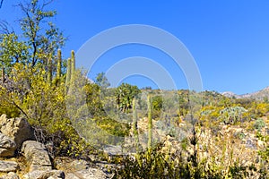View of the La Campana National Park photo