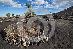 View of La Geria, the vinegrowing region of Lanzarote, Spain