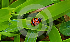 View Lady Bugs on The Green Grass