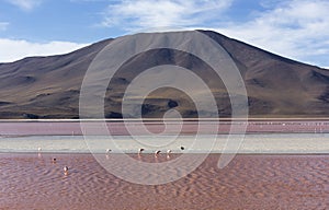 View of lagoon with many flamingo birds in Uyuni