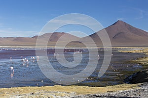 View of lagoon with many flamingo birds in Uyuni