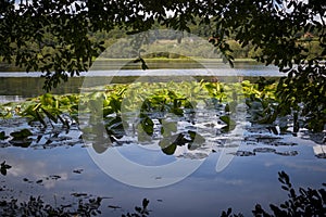 View on Lagoon Sobrado in Sobrado dos Monxes, en route of the Camino Santiago