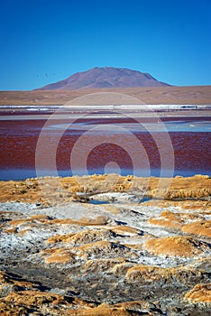View of Laguna Colorada, colorful salt lake in Sur Lipez province, Potosi Bolivia