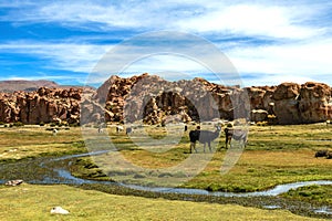 View of the Laguna Negra, Black lagoon Canyon with unique geological rock formations in Altiplano, Bolivia