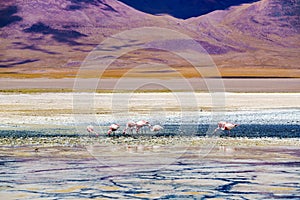 View of Laguna Verde and the Pink Flamings