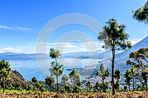 View of Lake Atitlan & 5 volcanoes from hilltop maize field, Guatemala