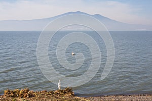 View of Lake Chapala with birds in the water from the boardwalk of Ajijic
