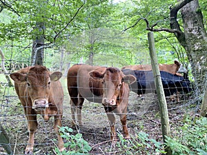 A view of the Lake District Countryside near Esthwaite Water