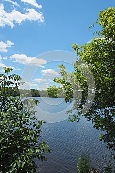 The view of the lake is framed by the shrubbery.