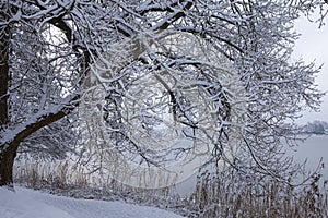 View of the lake through the frost-covered tree branches... Trakai, Lithuania.