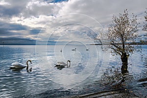 A view on Lake Geneva from Preverenges, Switzerland