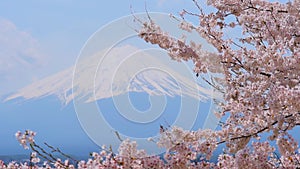 view of lake Kawaguchi and mount Fujiyama through blooming sakura trees, Japan