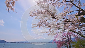 view of lake Kawaguchi and mount Fujiyama through blooming sakura trees, Japan