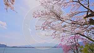 view of lake Kawaguchi and mount Fujiyama through blooming sakura trees, Japan