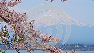 view of lake Kawaguchi and mount Fujiyama through blooming sakura trees, Japan