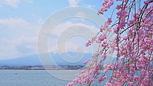 view of lake Kawaguchi and mount Fujiyama through blooming sakura trees, Japan