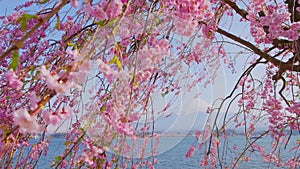 view of lake Kawaguchi and mount Fujiyama through blooming sakura trees, Japan