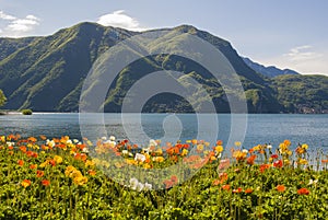 View of Lake Lugano and the Alpine mountains, flowers in the front.