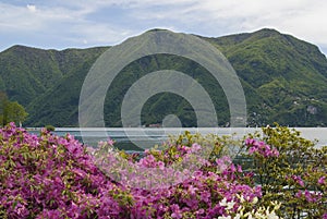 View of Lake Lugano and the Alpine mountains, flowers in the front.