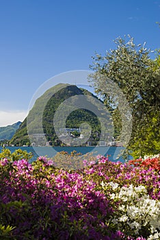 View of Lake Lugano and the Alpine mountains, flowers in the front.