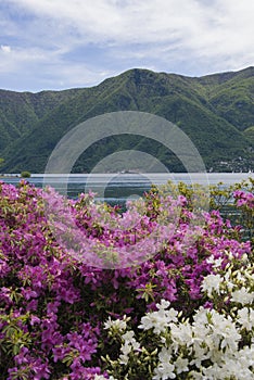 View of Lake Lugano and the Alpine mountains, flowers in the front.