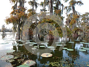 View of Lake Martin, Louisiana. photo