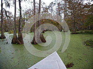 View of Lake Martin, Louisiana. photo