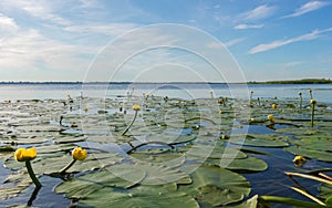 View of Lake Nero and water lilies on a sunny summer day