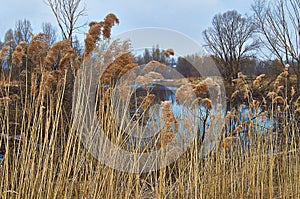 View of the lake overgrown with reeds.