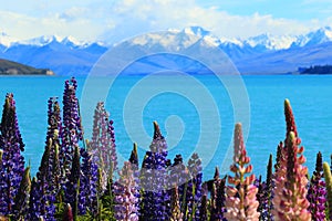 View of Lake Tekapo with colorful lupins around, New Zealand, South Island