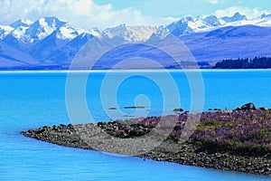 View of Lake Tekapo with colorful lupins, New Zealand, South Island