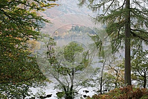 Evergreen Fir Trees on the edge of Lake Ullswater, Lake District, England