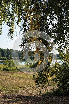 View of the lake through the yellow and green birch leaves, Russia