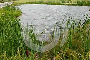 View on the lakeside landscape