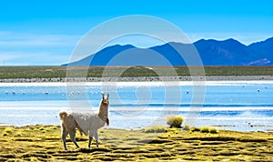 View on Lama and flamingos next to a lagoon in the Altiplano of Bolivia