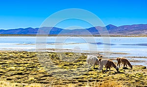 View on Lama and flamingos next to a lagoon in the Altiplano of Bolivia