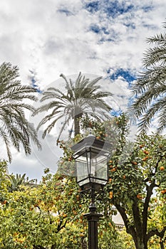 View of a lamp between palm tree and orange trees