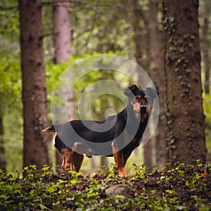 View of a Lancashire Heeler standing by the trees in a forest