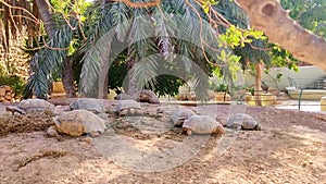 A view of land turtles being fed on a farm in Tunis