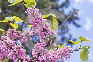 View landscape background blurred bright pink Judas Tree branch