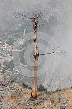 View of a landscape of a dead tree on a dry land