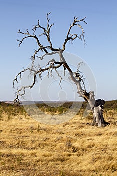 dead tree on dry land
