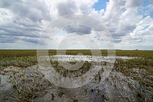 View of landscape in the Everglades