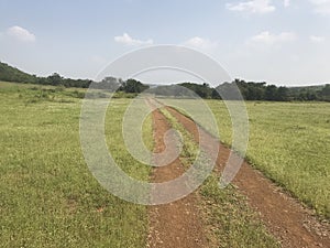 View of landscape grass and landscape trees